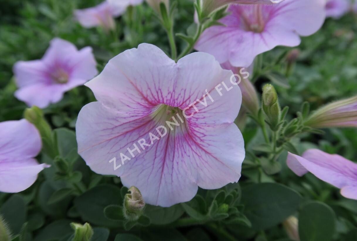 Petúnie 'Sweet Pleasure Patio Cherry Vein' - Petunia hybrida 'Sweet Pleasure Patio Cherry Vein'