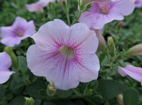 Petúnie 'Sweet Pleasure Patio Cherry Vein' - Petunia hybrida 'Sweet Pleasure Patio Cherry Vein'