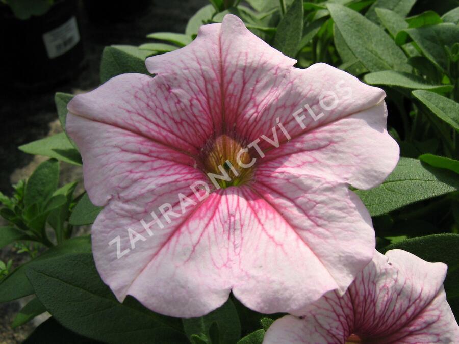 Petúnie 'Sweet Pleasure Patio Cherry Vein' - Petunia hybrida 'Sweet Pleasure Patio Cherry Vein'