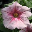 Petúnie 'Sweet Pleasure Patio Cherry Vein' - Petunia hybrida 'Sweet Pleasure Patio Cherry Vein'