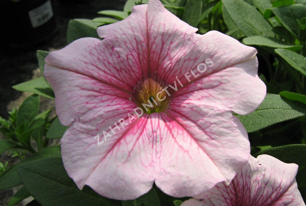 Petúnie 'Sweet Pleasure Patio Cherry Vein' - Petunia hybrida 'Sweet Pleasure Patio Cherry Vein'