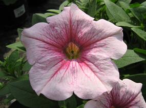 Petúnie 'Sweet Pleasure Patio Cherry Vein' - Petunia hybrida 'Sweet Pleasure Patio Cherry Vein'