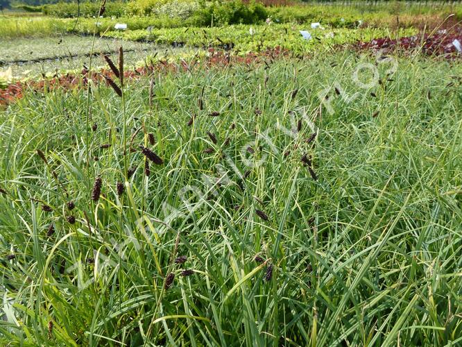 Ostřice tmavá - Carex atrata