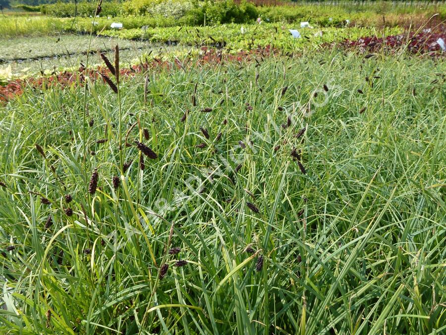 Ostřice tmavá - Carex atrata
