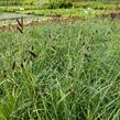 Ostřice tmavá - Carex atrata