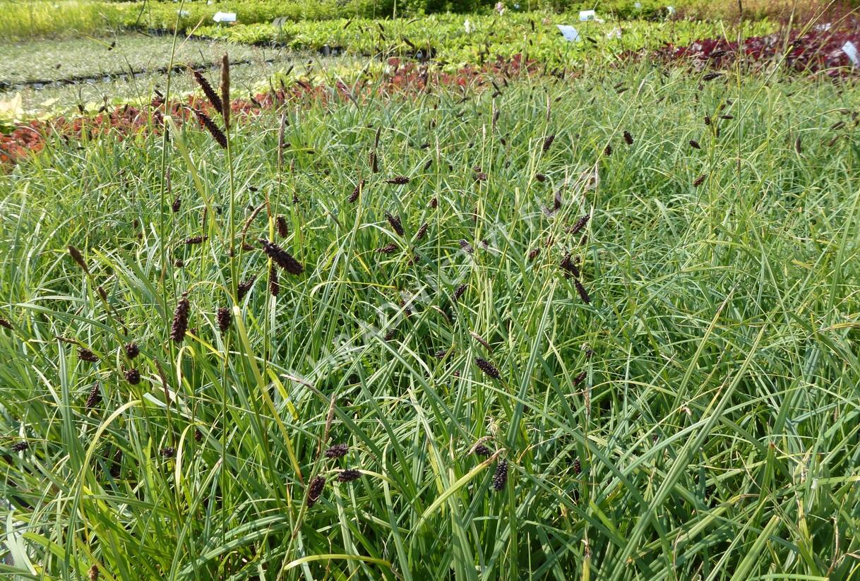 Ostřice tmavá - Carex atrata
