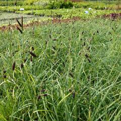 Ostřice tmavá - Carex atrata