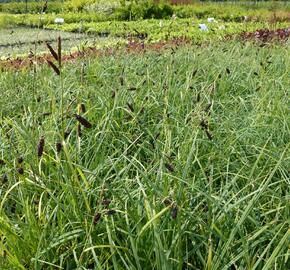 Ostřice tmavá - Carex atrata