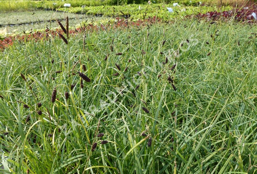 Ostřice tmavá - Carex atrata