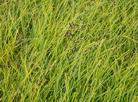 Ostřice tmavá - Carex atrata
