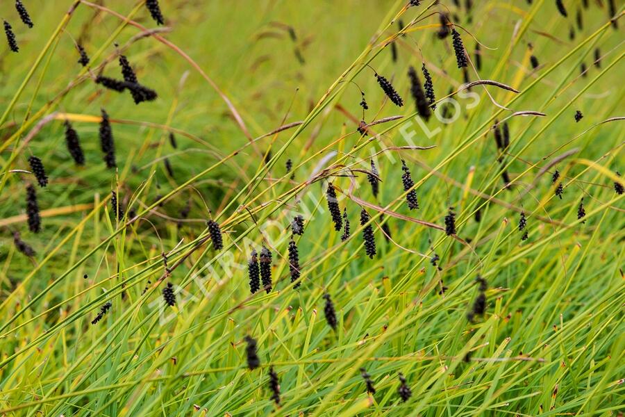 Ostřice tmavá - Carex atrata