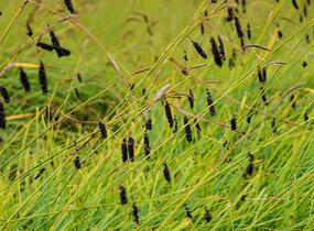 Ostřice tmavá - Carex atrata