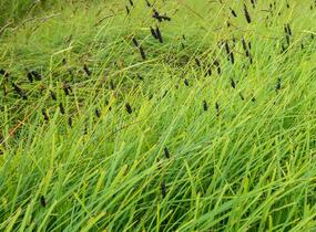 Ostřice tmavá - Carex atrata