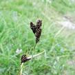 Ostřice tmavá - Carex atrata