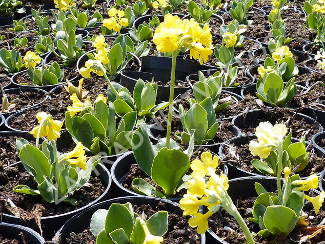 Prvosenka lysá - Primula auricula (alpina)