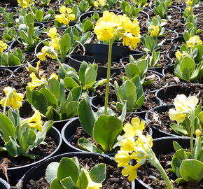 Prvosenka lysá - Primula auricula (alpina)