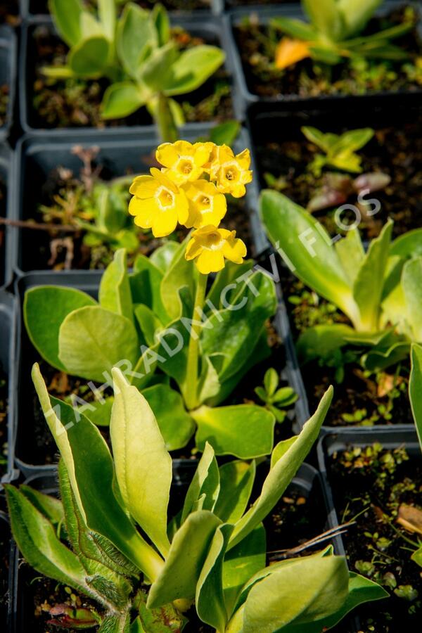 Prvosenka lysá - Primula auricula (alpina)