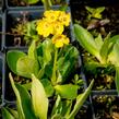 Prvosenka lysá - Primula auricula (alpina)