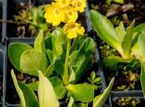 Prvosenka lysá - Primula auricula (alpina)