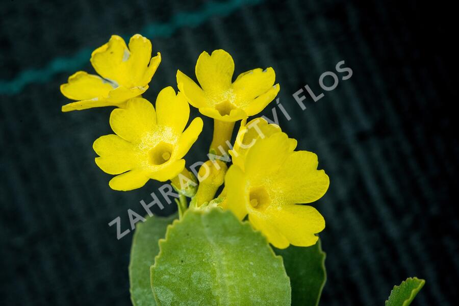 Prvosenka lysá - Primula auricula (alpina)