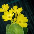 Prvosenka lysá - Primula auricula (alpina)