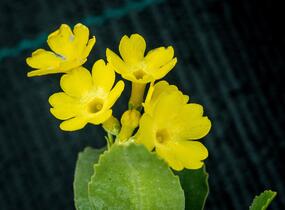 Prvosenka lysá - Primula auricula (alpina)
