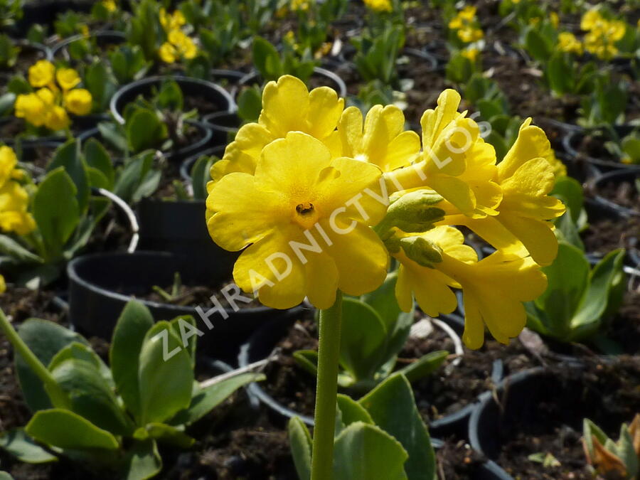 Prvosenka lysá - Primula auricula (alpina)