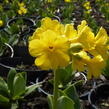 Prvosenka lysá - Primula auricula (alpina)