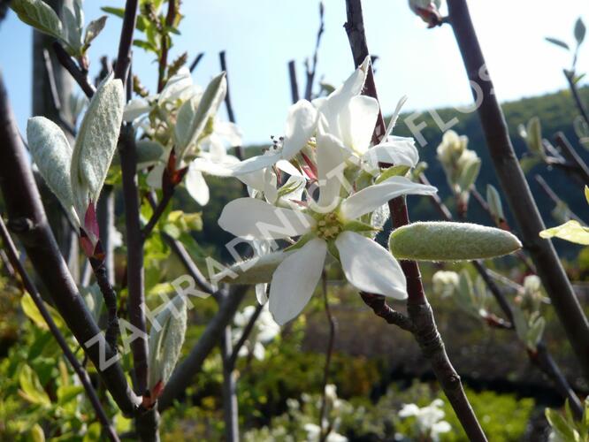 Muchovník vejčitý 'Edelweiss' - Amelanchier rotundifolia 'Edelweiss'