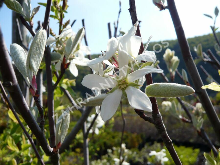 Muchovník vejčitý 'Edelweiss' - Amelanchier rotundifolia 'Edelweiss'