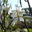 Muchovník vejčitý 'Edelweiss' - Amelanchier rotundifolia 'Edelweiss'