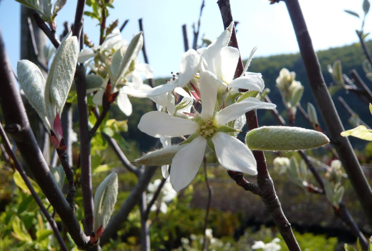 Muchovník vejčitý 'Edelweiss' - Amelanchier rotundifolia 'Edelweiss'