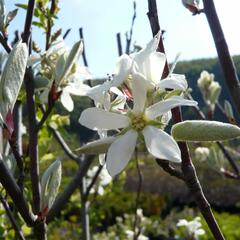 Muchovník vejčitý 'Edelweiss' - Amelanchier rotundifolia 'Edelweiss'