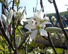 Muchovník vejčitý 'Edelweiss'