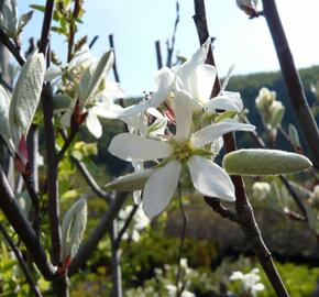 Muchovník vejčitý 'Edelweiss' - Amelanchier rotundifolia 'Edelweiss'