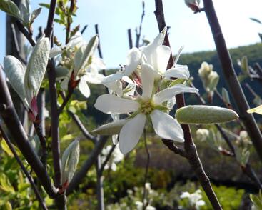 Muchovník vejčitý 'Edelweiss'