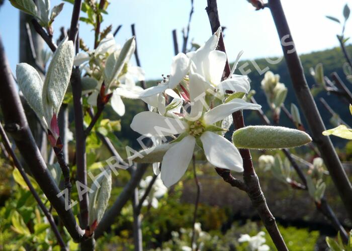 Muchovník vejčitý 'Edelweiss' - Amelanchier rotundifolia 'Edelweiss'