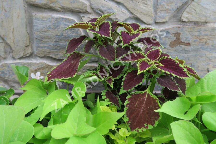 Povíjnice batátová 'Yellow Papas' - Ipomoea batatas 'Yellow Papas'