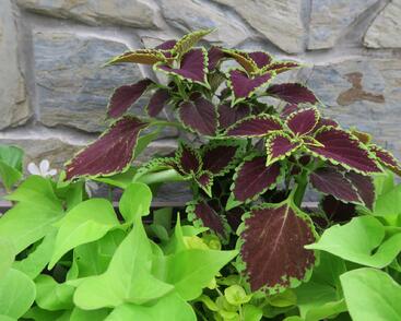 Povíjnice batátová 'Yellow Papas'