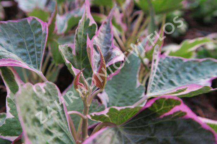 Povíjnice batátová 'Colored Leafs' - Ipomoea batatas 'Colored Leafs'