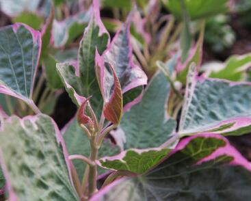 Povíjnice batátová 'Colored Leafs'