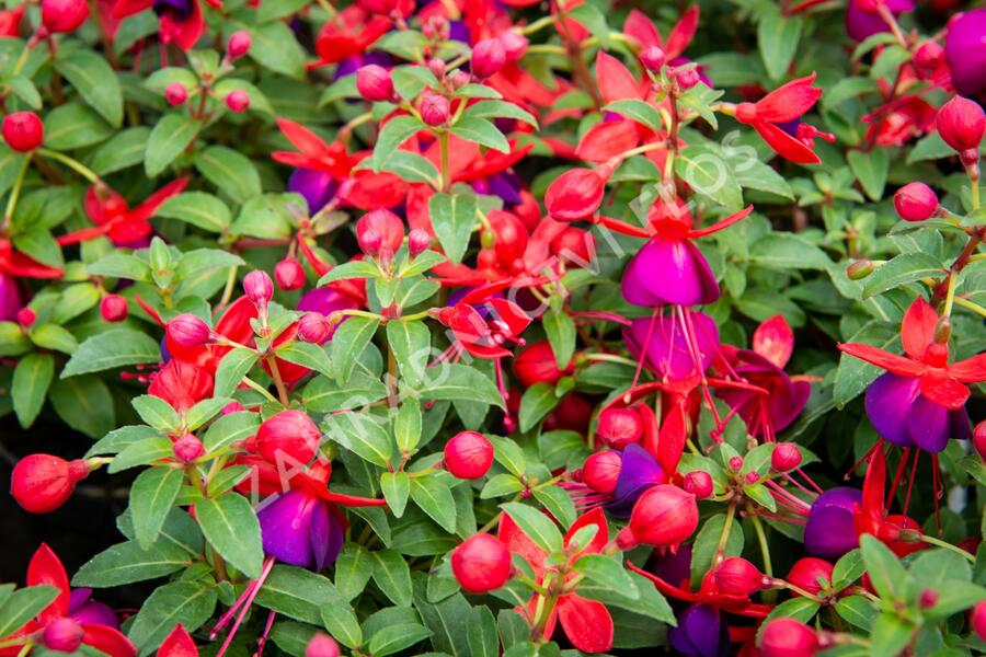 Fuchsie, čílko 'Jollies' - Fuchsia hybrida 'Jollies'