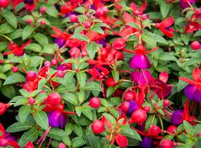 Fuchsie, čílko 'Jollies' - Fuchsia hybrida 'Jollies'