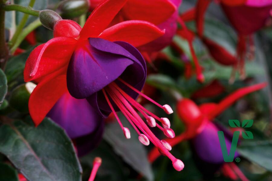 Fuchsie, čílko 'Jollies' - Fuchsia hybrida 'Jollies'