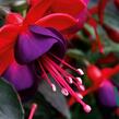 Fuchsie, čílko 'Jollies' - Fuchsia hybrida 'Jollies'