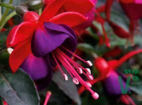 Fuchsie, čílko 'Jollies' - Fuchsia hybrida 'Jollies'