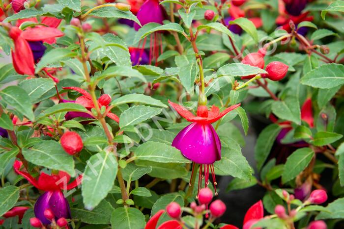 Fuchsie, čílko 'Jollies' - Fuchsia hybrida 'Jollies'