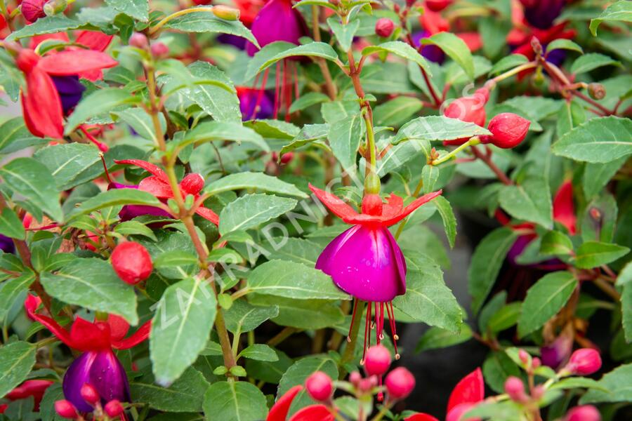Fuchsie, čílko 'Jollies' - Fuchsia hybrida 'Jollies'