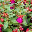 Fuchsie, čílko 'Jollies' - Fuchsia hybrida 'Jollies'
