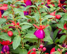 Fuchsie, čílko 'Jollies'